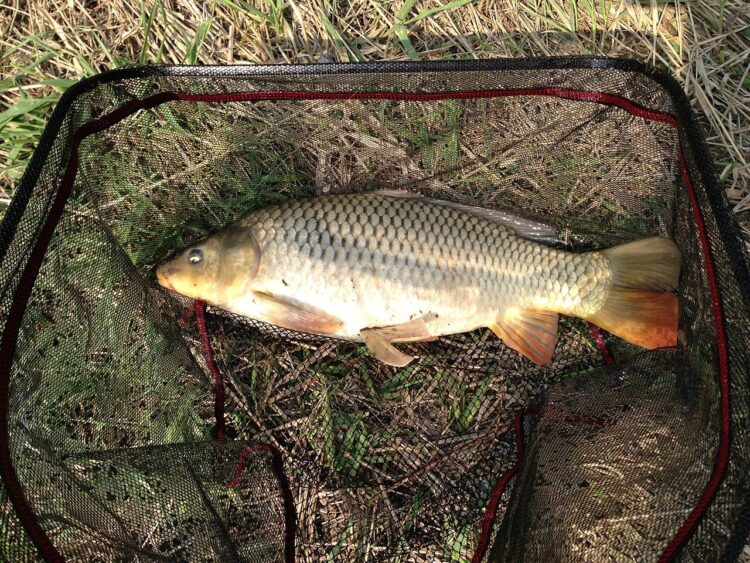Carp Fishing Tips Carp Fishing Tips