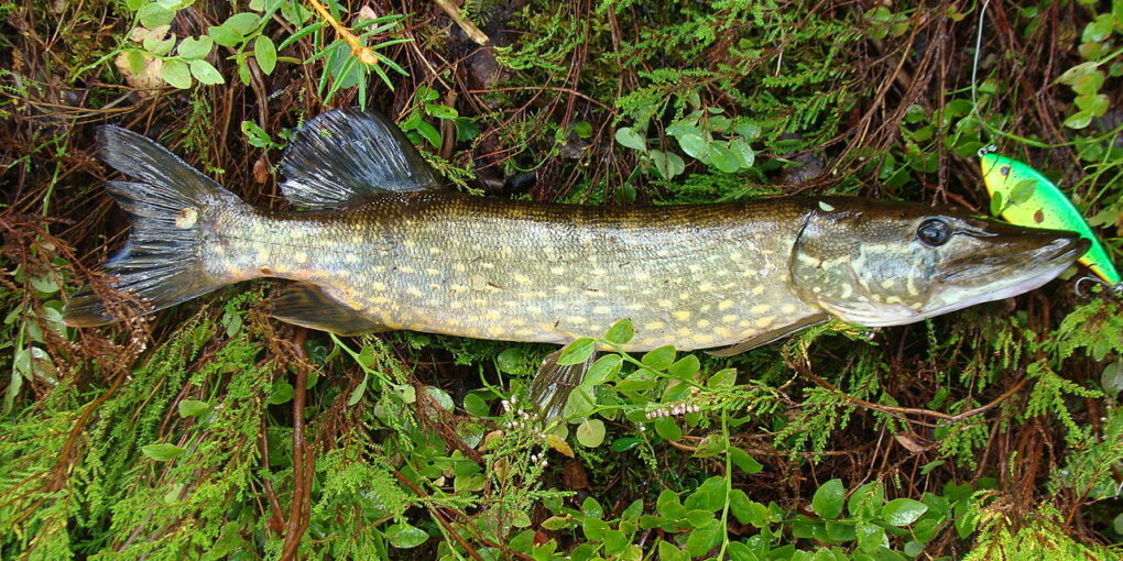 Pike Pike