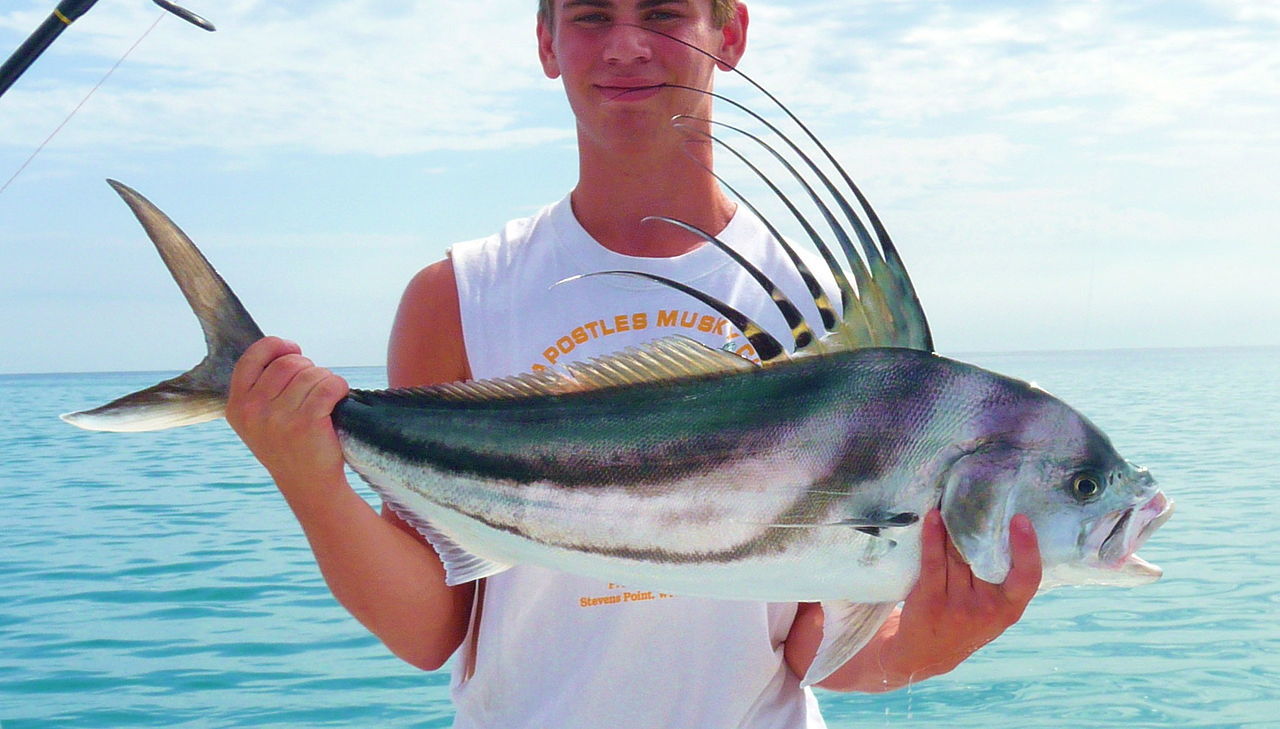 Roosterfish Roosterfish