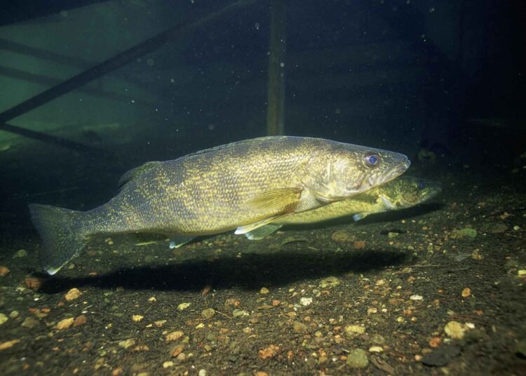 Walleye Fishing Tips Walleye Fishing Tips