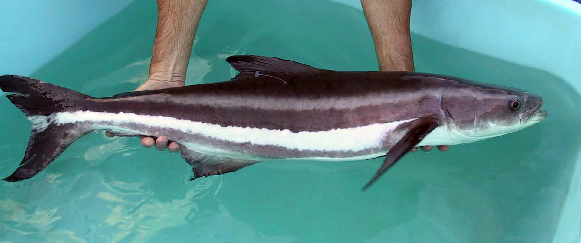Cobia Cobia