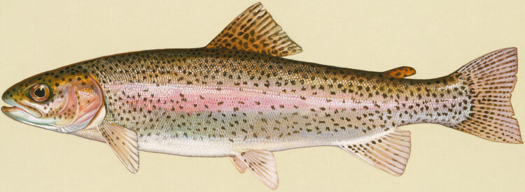Trout Lures Trout Lures
