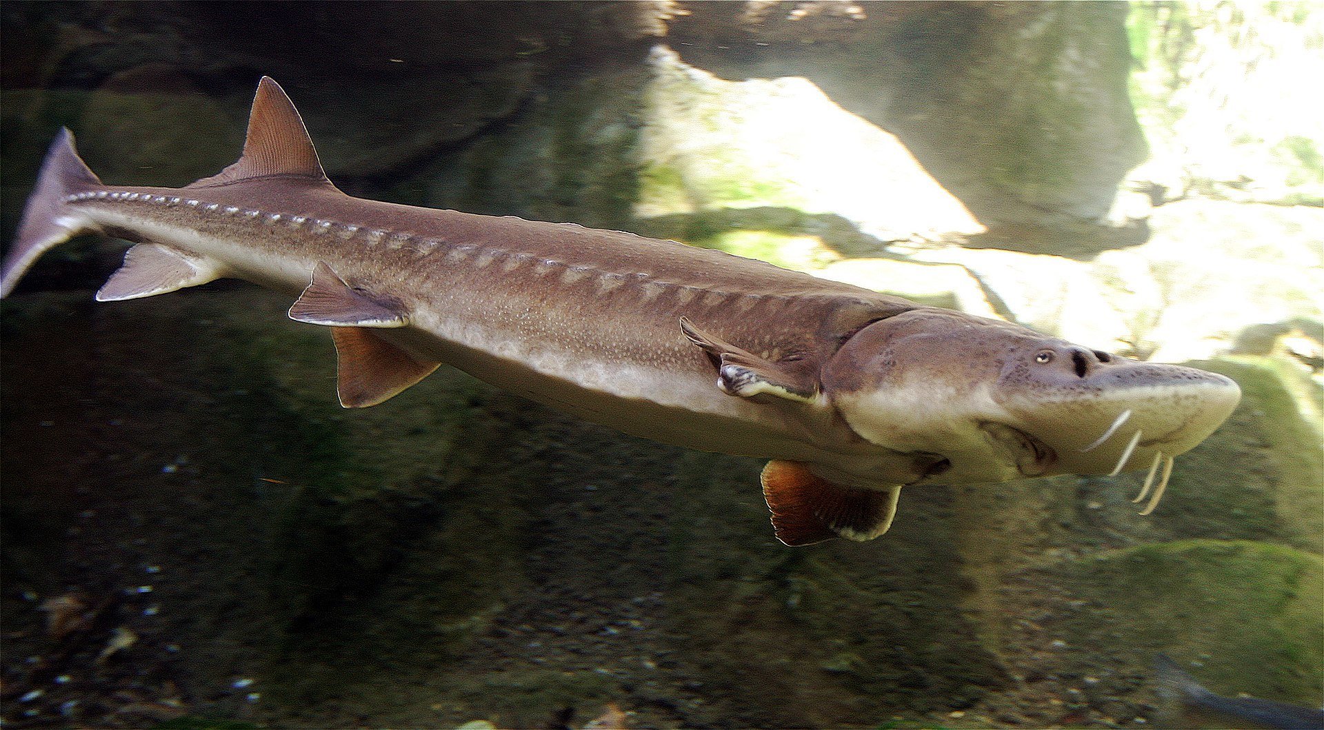 Sturgeon Sturgeon