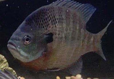 Bluegill Bluegill