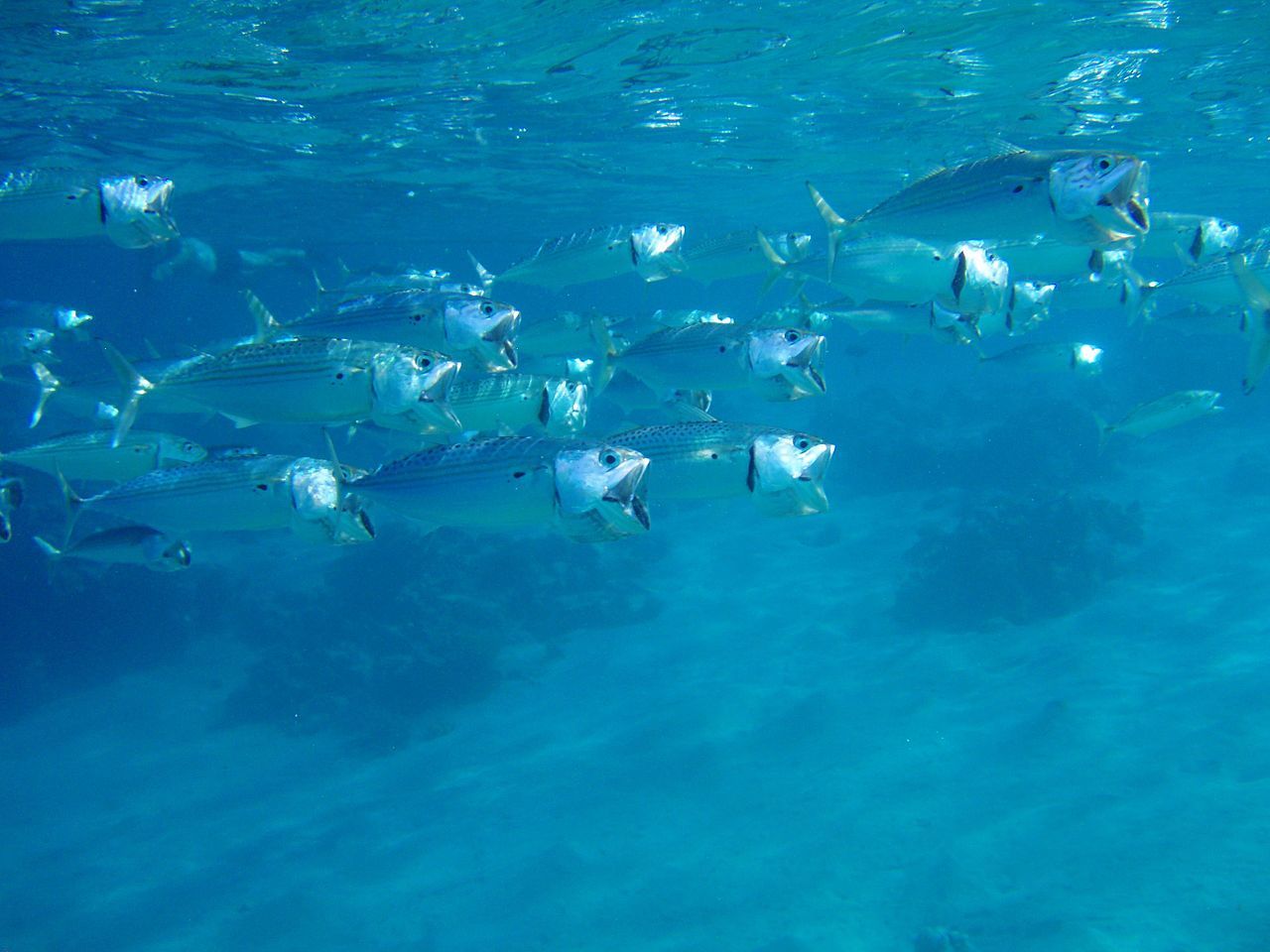 Mackerel Mackerel