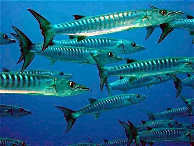 Barracuda Barracuda