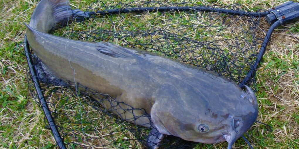 Catfish Fishing Tips Catfish Fishing Tips