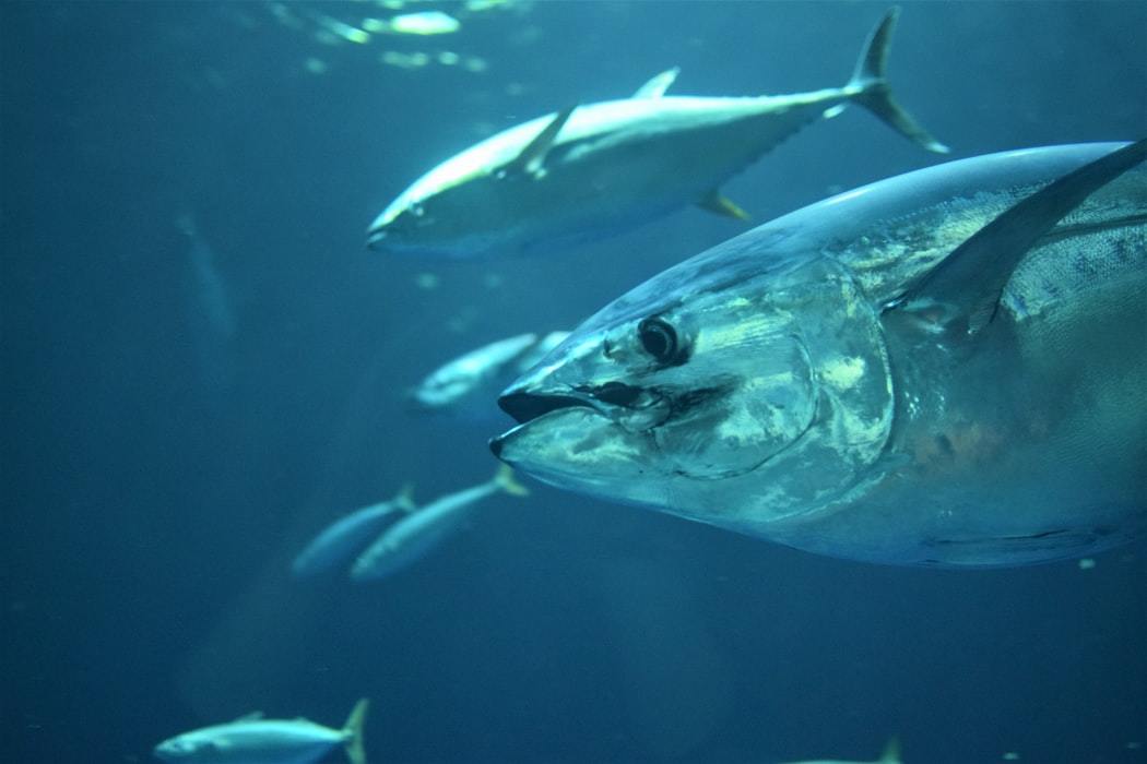 Tuna Fishing Tips Tuna Fishing Tips