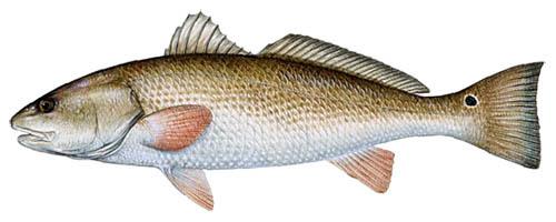 Redfish Fishing Tips Redfish Fishing Tips