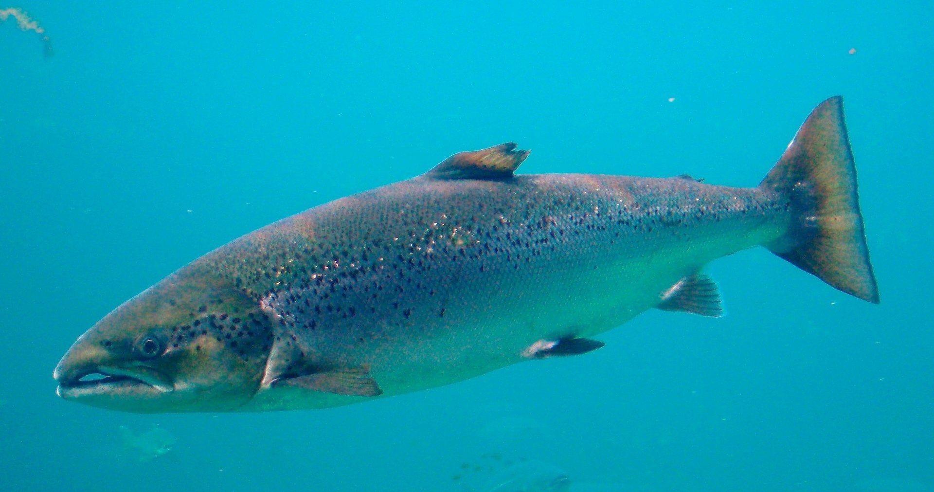 Salmon Salmon