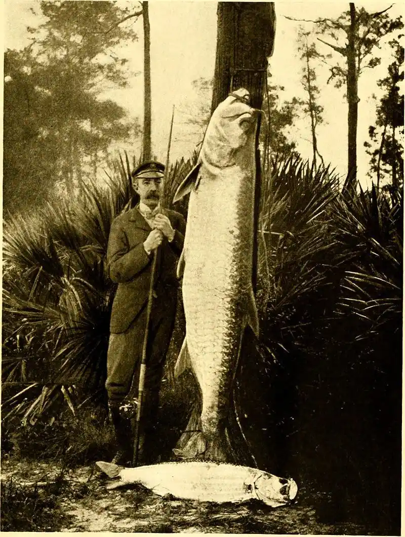 19 Tarpon Fishing Tips: How to Catch Tarpon