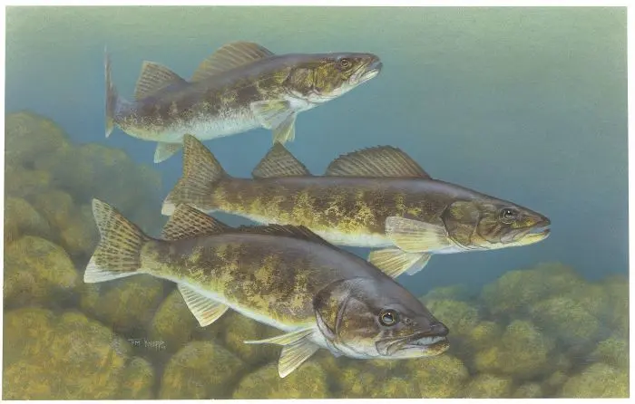 7 Walleye Fishing Tips: How to Catch Walleye