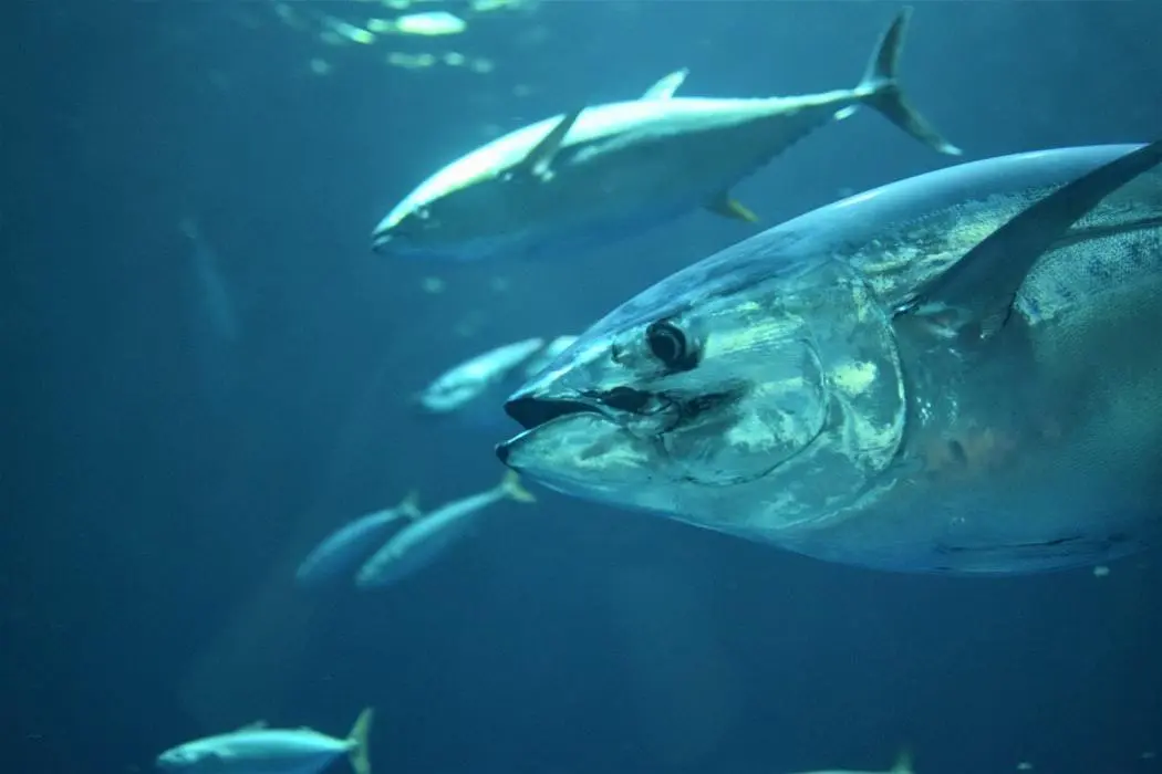 17 Tuna Fishing Tips for Beginner Anglers